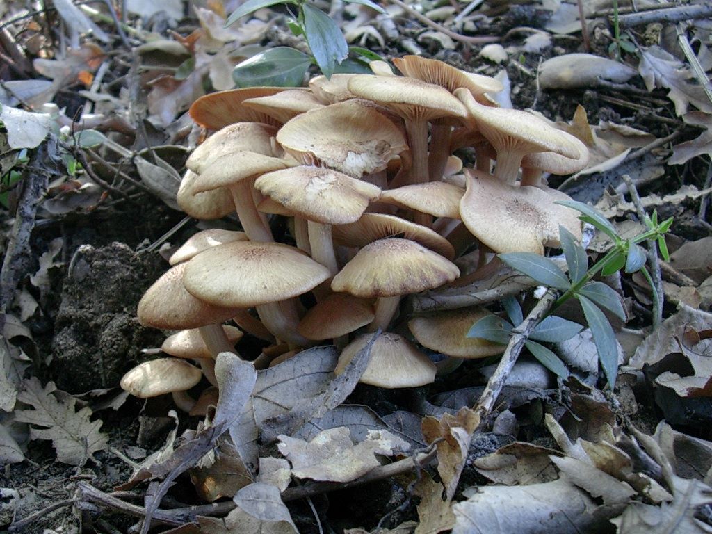 1792 Ottobre vecchio ritrovamento